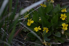Viola nuttallii