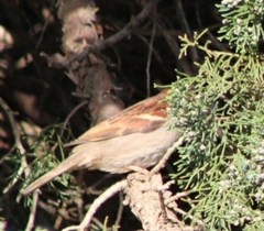 Passer domesticus