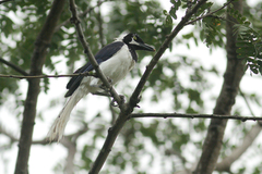 Cyanocorax mystacalis