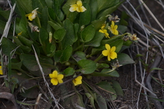 Viola nuttallii