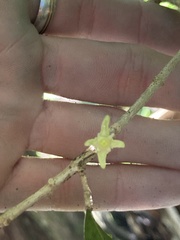 Acronychia pauciflora