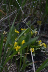 Viola nuttallii