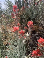 Castilleja lanata