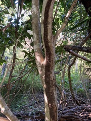 Acronychia pauciflora