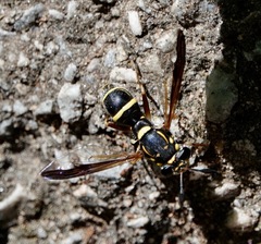 Sphiximorpha willistoni
