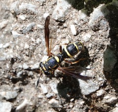 Sphiximorpha willistoni