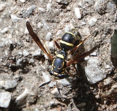 Sphiximorpha willistoni