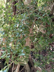 Acronychia pauciflora