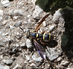 Sphiximorpha willistoni