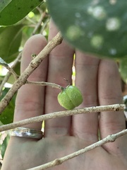 Acronychia pauciflora