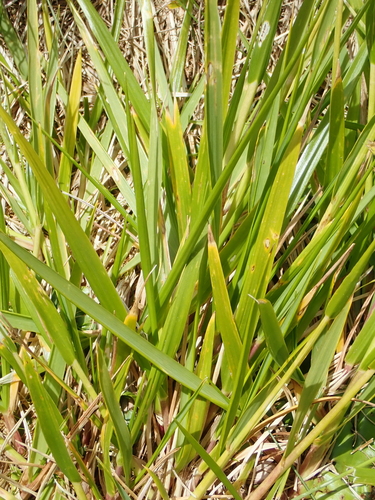 Anthoxanthum brunonis