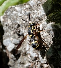 Sphiximorpha willistoni