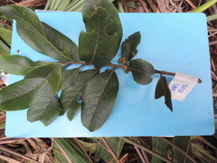Ilex nervosa
