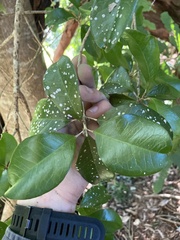 Acronychia pauciflora