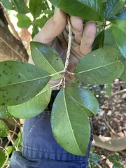 Acronychia pauciflora