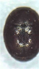 Acritus nigricornis