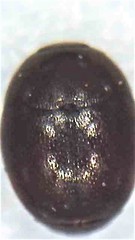 Acritus nigricornis