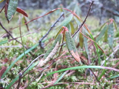 Phyllonorycter ledella