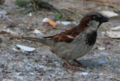 Passer domesticus