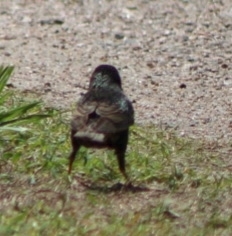 Passer domesticus