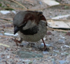Passer domesticus