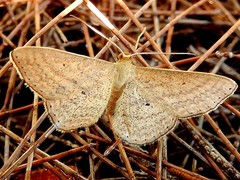 Scopula oppilata