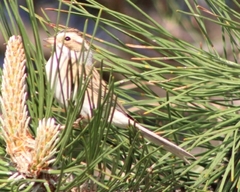 Spizella pallida