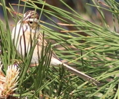 Spizella pallida