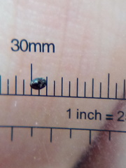 Acritus nigricornis