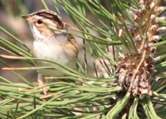 Spizella pallida