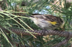 Setophaga coronata