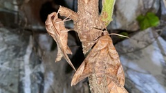 Acosmeryx naga