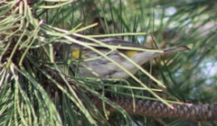 Setophaga coronata