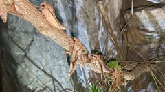 Acosmeryx naga