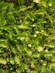 Leptinella potentillina
