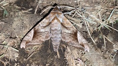 Acosmeryx naga