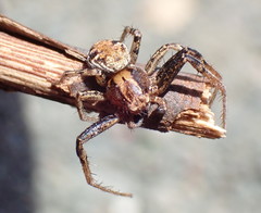 Xysticus californicus
