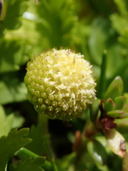 Leptinella potentillina