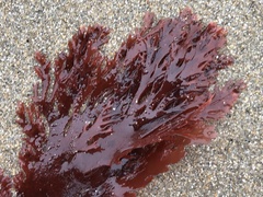 Callophyllis violacea