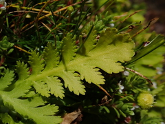 Leptinella potentillina