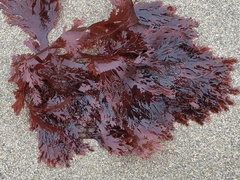 Callophyllis violacea