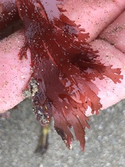 Callophyllis violacea