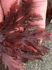 Callophyllis violacea