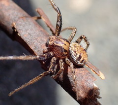 Xysticus californicus
