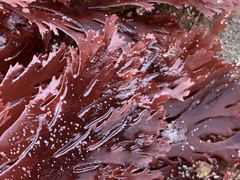 Callophyllis violacea