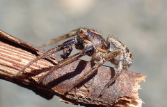 Xysticus californicus