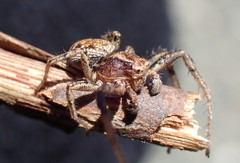 Xysticus californicus