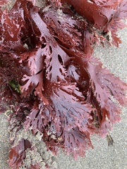 Callophyllis violacea