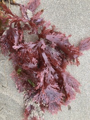 Callophyllis violacea