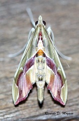 Agathodes designalis